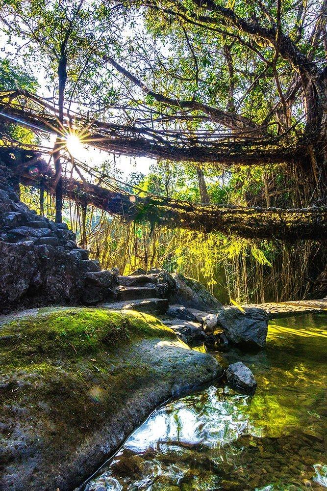 Double Decker Living Root Bridge Nongriat Meghalaya